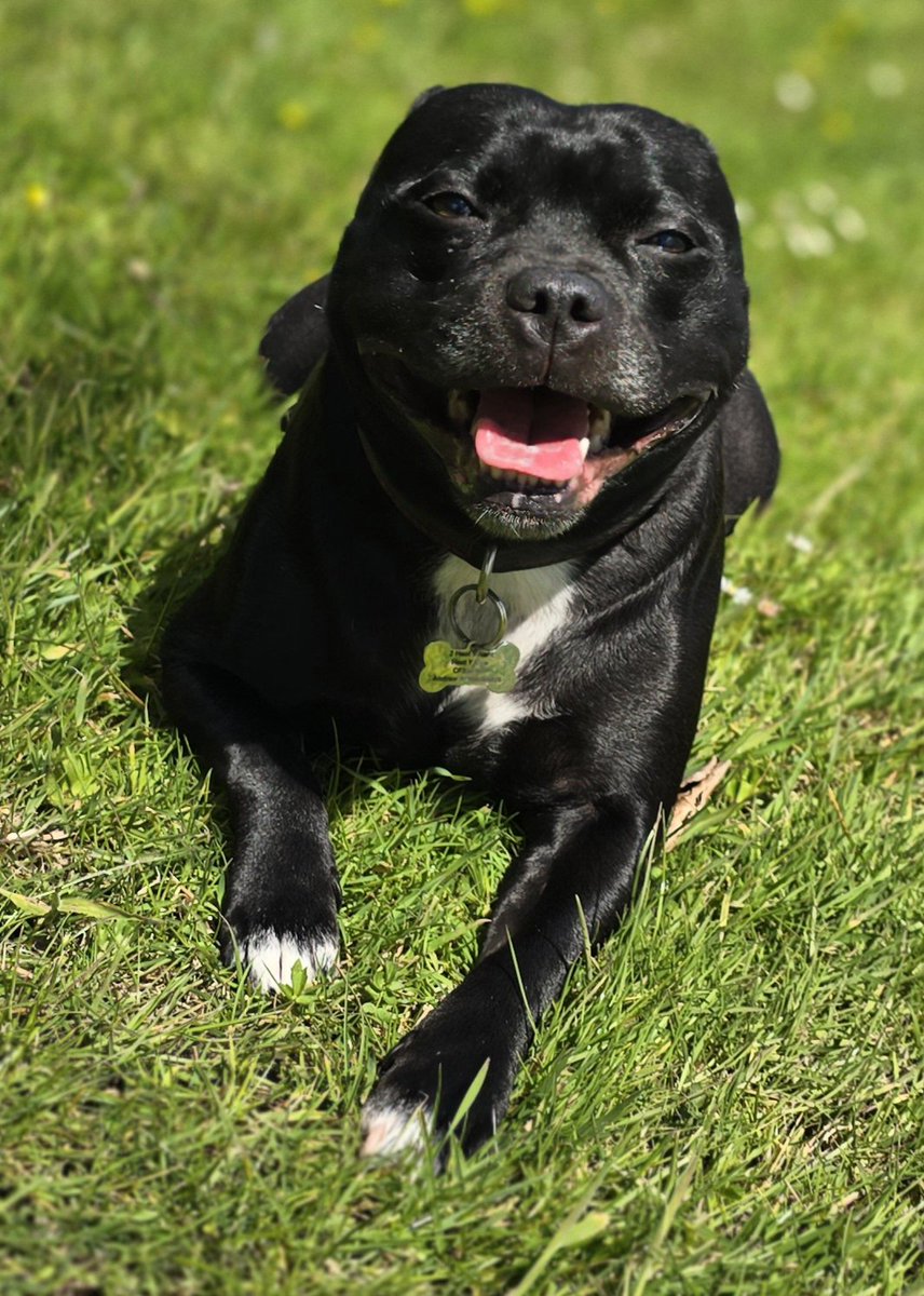 gwebdeveloper's tweet image. Roxie pausing like a supermodel on one of her favourite days of the year sun bathing with daisies and buttercups 🙃🥰 #happydays #sunnydays