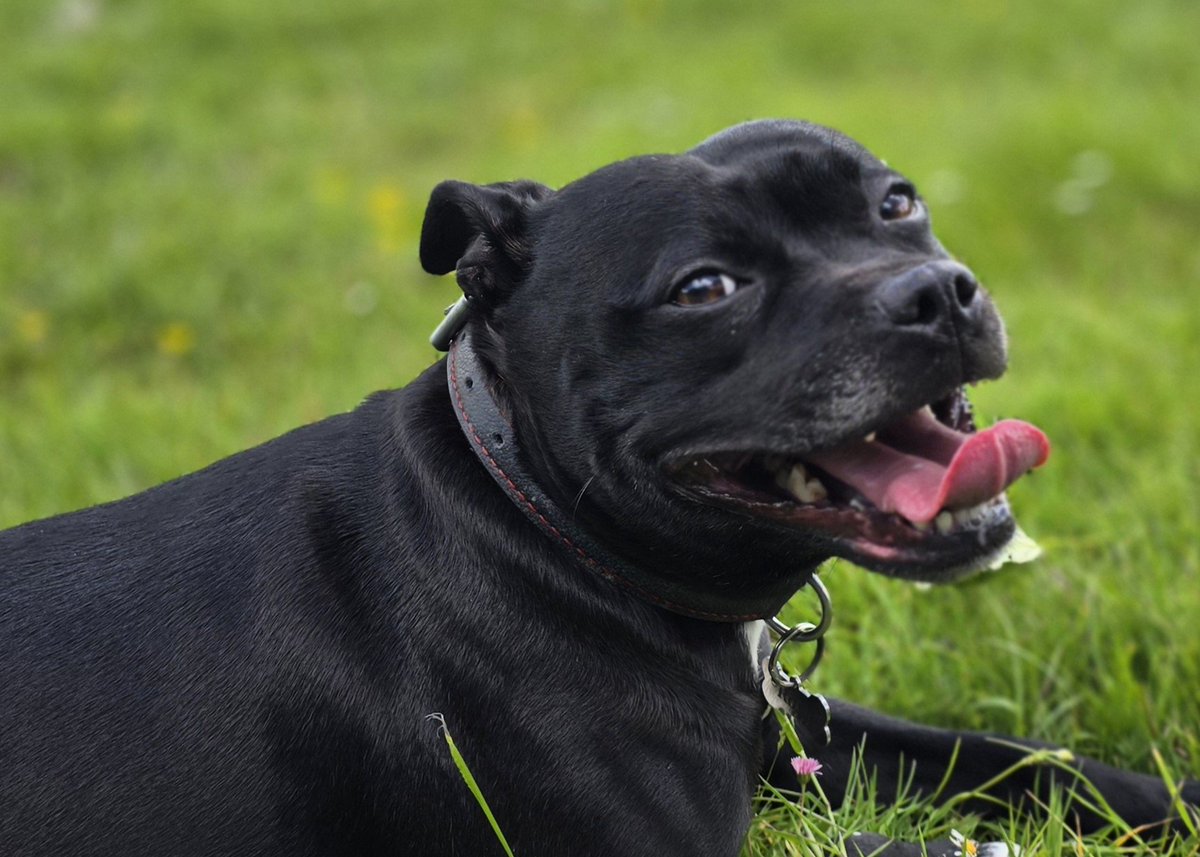 gwebdeveloper's tweet image. Roxie pausing like a supermodel on one of her favourite days of the year sun bathing with daisies and buttercups 🙃🥰 #happydays #sunnydays