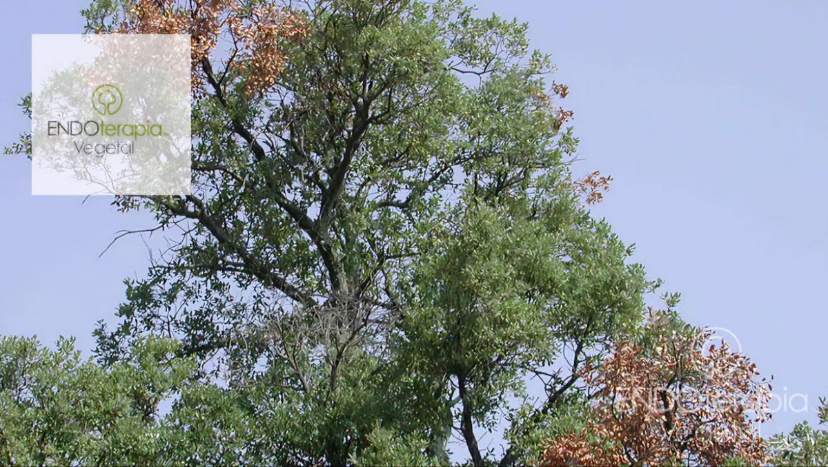 PERFORADOR DE LAS RAMAS DE LA ENCINA

Provocan el anillamiento y la posterior muerte de la parte terminal de la rama. 
En ejemplares jóvenes puede llegar a provocar la muerte del árbol. 

 #coraebusflorentino
#quercus #invasora
#endoterapia #endoterapiavegetal #trunkinjection