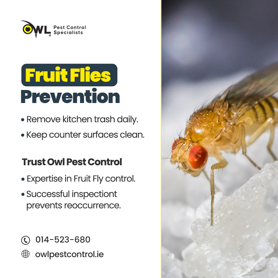 owlpestcontrol's tweet image. Daily trash removal and clean countertops are key to preventing fruit flies. Trust Owl Pest Control Dublin for expert fruit fly control and thorough inspections to prevent reoccurrence. 

Call us now!

📞014-523-680
🌐 owlpestcontrol.ie

#pestfree #fruitflycontrol