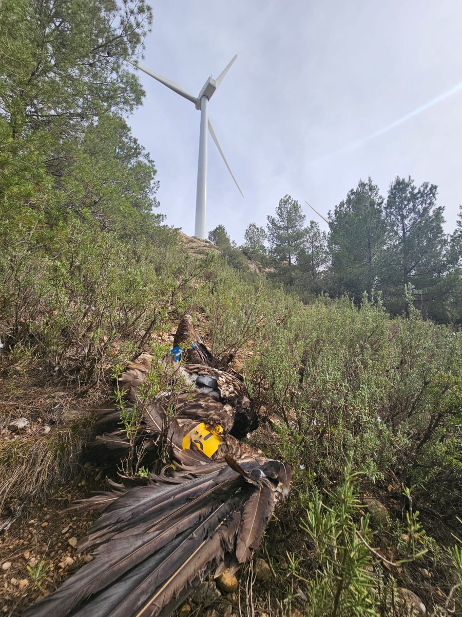 FCQorg's tweet photo. 👉Muere por primera vez en España un quebrantahuesos golpeado por un aerogenerador.
https://t.co/W85DK16smi https://t.co/GOLjssvzkw