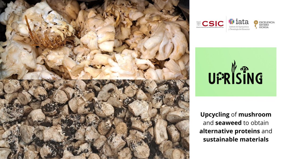 👩‍🔬♻In the #UPRISING project at <a href="/iata_csic/">IATA CSIC</a>, we work on the #upcycling of #mushroom and #seaweed for obtaining alternative #protein ingredients and sustainable materials for #food #packaging.
Funded by <a href="/AgEInves/">Agencia Estatal de Investigación</a>, <a href="/CienciaGob/">Ministerio de Ciencia, Innovación y Universidades</a>.
➡Further details: biofun.csic.es/portfolio/upri…