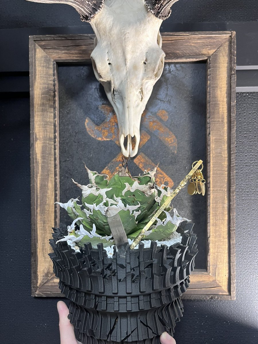 Schroe_root's tweet photo. YAGAVE×YAICHI

YABACHI Y-14 KING
                ×
YAICHI STICK

@yagave_plants 
#YABACHI
#ヤバチ
#81Factory
#81棒
#ソイルスティック https://t.co/OIF4uqtMHy