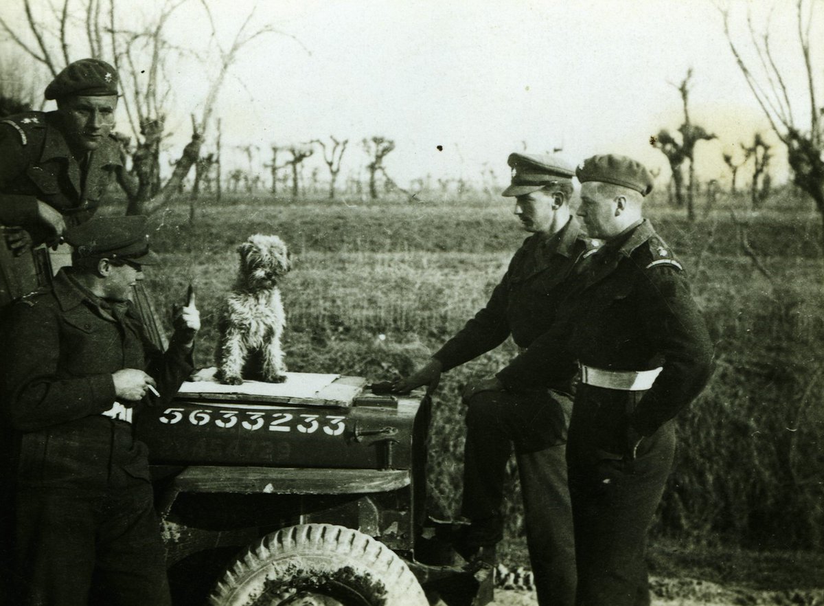 SWWEC1's tweet image. Sludge the dog 🐕, mascot of 4 Coy Coldstream Guards, with officers at Forlì, Italy, March 1945.
From the papers of D. Toler.
#ww2 #coldstreamguards #army #dog #mascot #italy