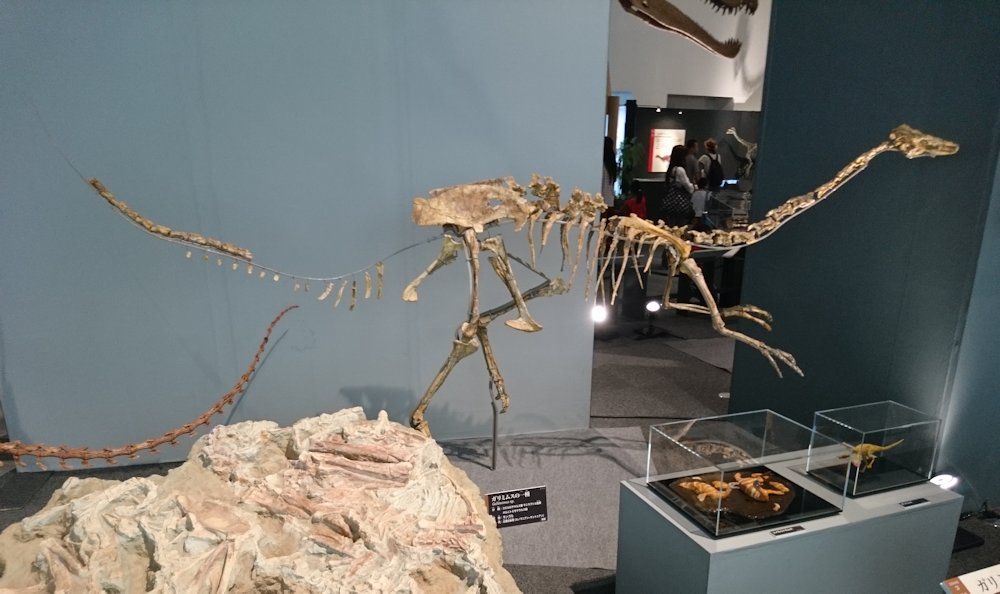 kta92751434's tweet photo. 2018開催の福井県立恐竜博物館特別展『獣脚類_鳥に進化した肉食恐竜たち』より
#Epidexipteryx hui #エピデクシプテリクス
#Falcarius utahensis #ファルカリウス
#Gallimimus sp. #ガリミムス
#Haplocheirus sollers #ハプロケイルス
この辺の子達はSSレアよね🥰🥰🥰 https://t.co/MWm86HTNQE