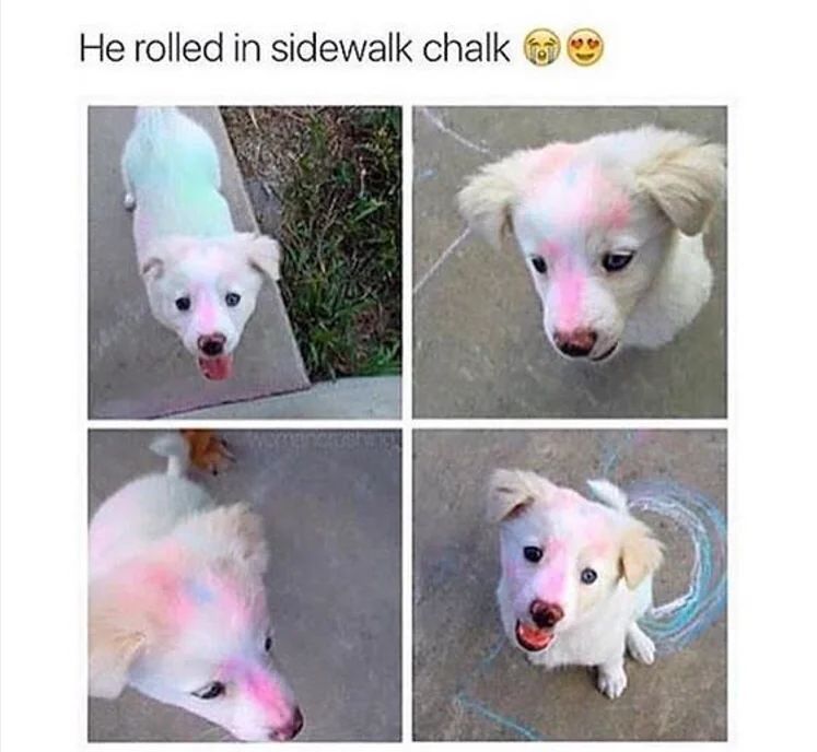 WholesomeMeme's tweet photo. https://t.co/Yub1ubwh9x
