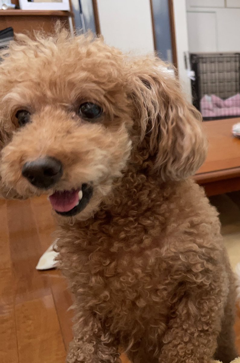 happy__0811's tweet photo. #迷い犬 
#迷い犬情報 
#迷子犬 
トイプードル老犬、メスを探しています。
5/31に横浜市旭区上川井町のドッグスクールから逃げてしまいました。横浜市旭区、横浜市緑区、町田市あたりに移動している可能性があります。
両目白内障です。乳腺を取っていて、片側全てと反対側下半分のお乳がありません↓ https://t.co/CfBFI3aIyE