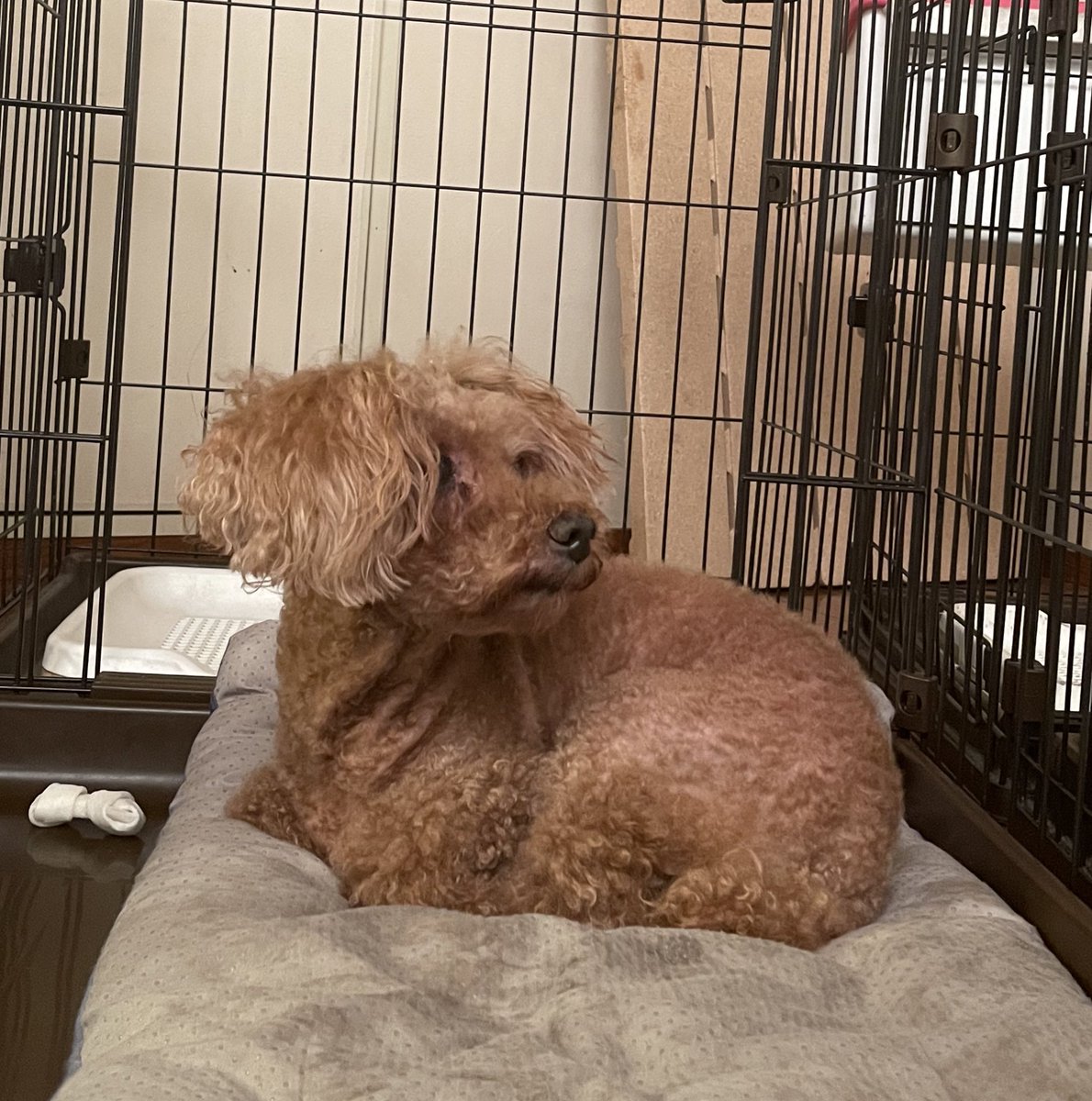 happy__0811's tweet photo. #迷い犬 
#迷い犬情報 
#迷子犬 
トイプードル老犬、メスを探しています。
5/31に横浜市旭区上川井町のドッグスクールから逃げてしまいました。横浜市旭区、横浜市緑区、町田市あたりに移動している可能性があります。
両目白内障です。乳腺を取っていて、片側全てと反対側下半分のお乳がありません↓ https://t.co/CfBFI3aIyE