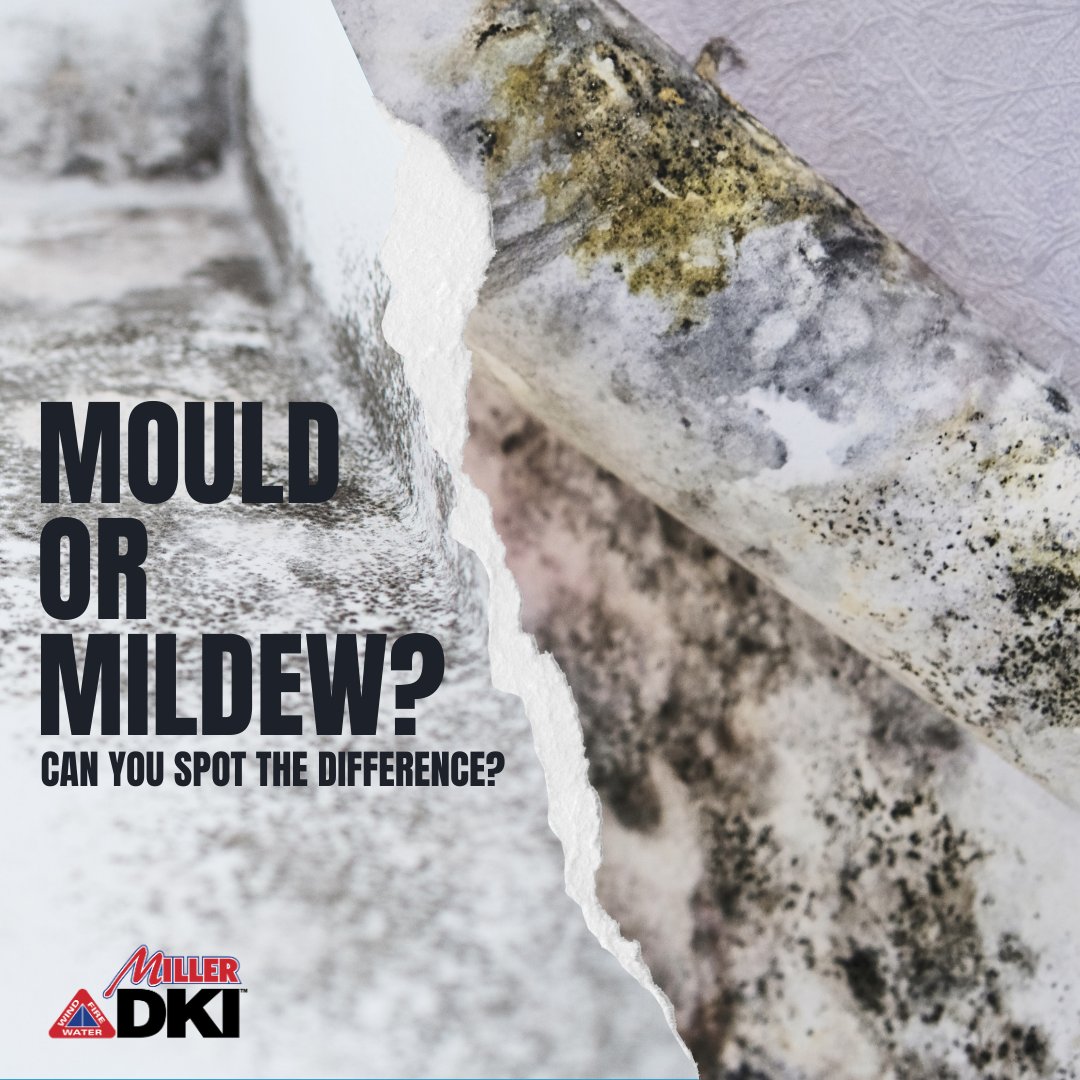 DKIMiller's tweet photo. Aren’t sure whether it’s mould or mildew? Here’s how to spot the difference: mildew is typically white or gray and looks flat and powdery, and mould is usually black or green with a fuzzy or slimy appearance.

For professional mould remediation services, call 1-800-267-9195 https://t.co/yAByPeFX0m