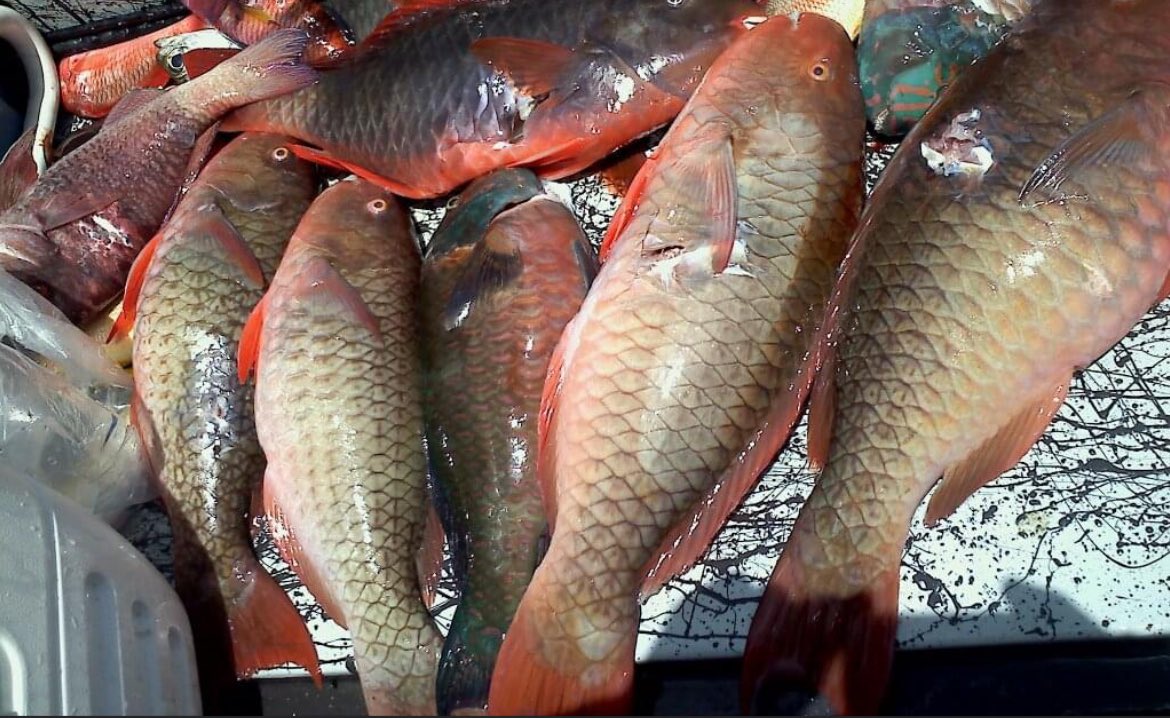 808cryptobeast's tweet photo. Yesterday’s session at the beach to dinner 🤤🤤Fried ‘Ū’ū and stuffed Uhū🤤🤤🤤. Surf, Dive , Fish. Spending time with the Ohana❤️🔥❤️🔥❤️🔥
#Kanakamaoli #NativeIntelligence #IslandLife #HIStyle https://t.co/oSKAq587iE