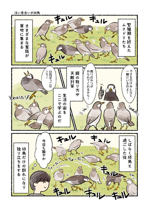 ムクドリ再放送しときます 