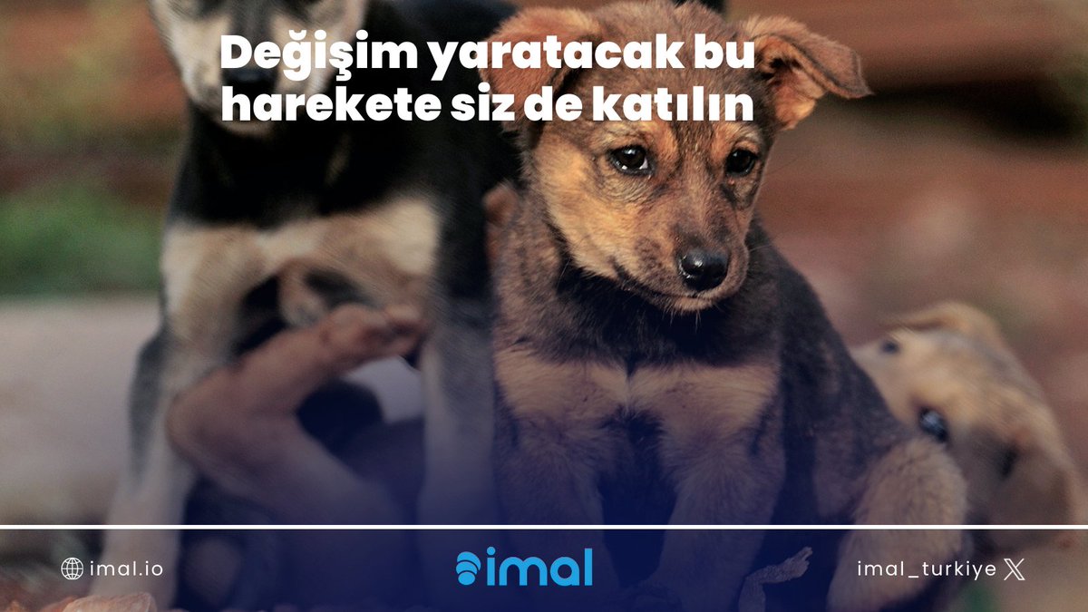 imal_turkiye's tweet photo. IMAL projesi ile tüylü aile üyelerinizin bakımını sağlamak bir iyilik hareketine dönüşüyor. Sevgi ve neşeyi tüm canlılara yayalım, barınakları ve hayvan derneklerini destekleyelim. ❤️🐶
#IMAL #imal #BirlikteGüçlüyüz https://t.co/1vnZSVGcFL