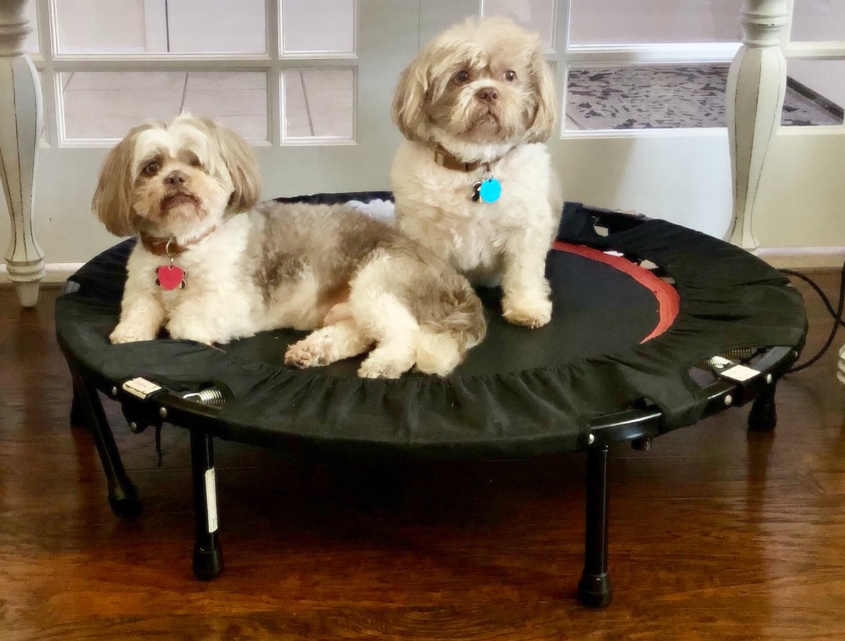 WendyFish1's tweet photo. I love rebounding for the lymphatic system. Just bounce away those toxins!!

I think they love it because it smells like feet! 🐾 😂 https://t.co/BRxk3eMN6f