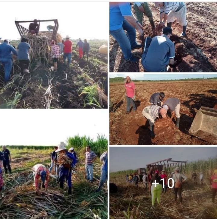 😃 Este domingo, nuestros jóvenes revolucionaron todo el país, aportando desde el surco, la producción de alimentos, las labores de recuperación y embellecimiento.

💪#UJCdeCuba #Cuba
#GenteQueSuma 
<a href="/MeyvisEstevezE/">Meyvis Estevez Echevarría</a>