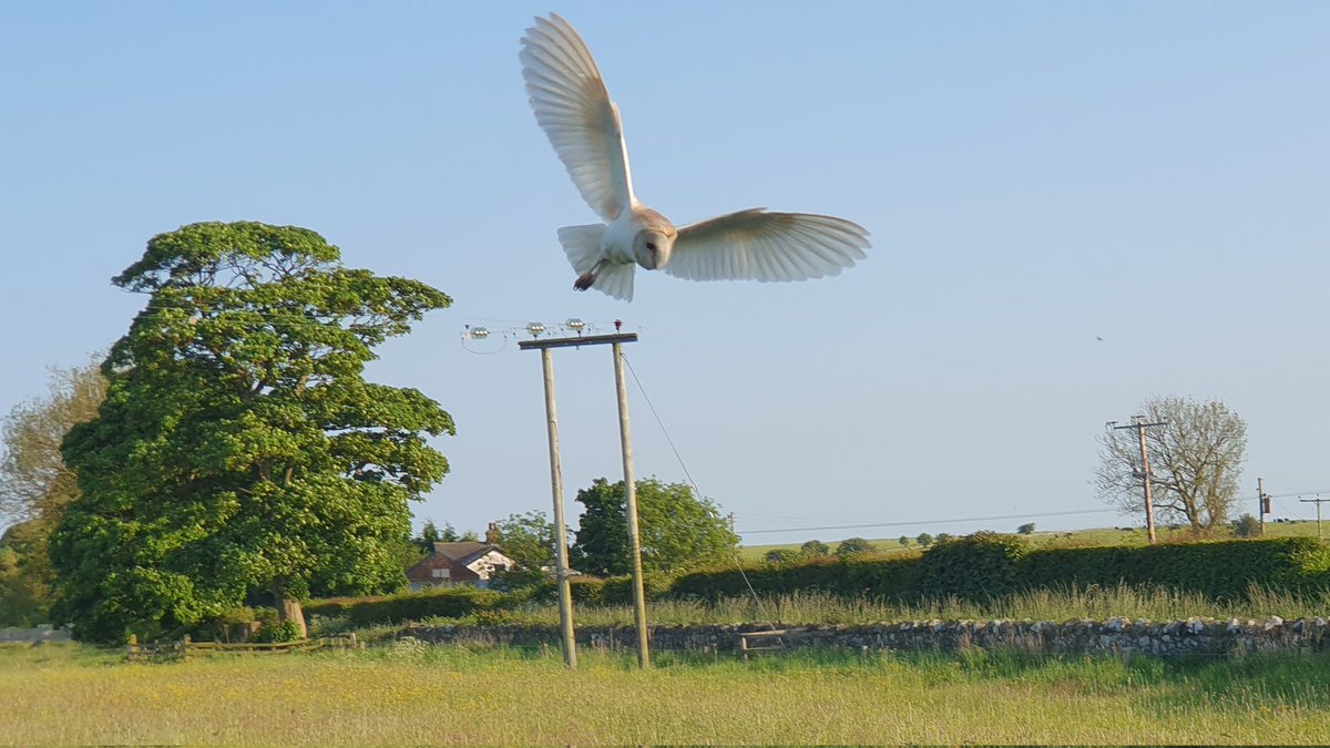 johanson82's tweet photo. Barn owl hunting in the early evening at Embleton. @BBCSpringwatch @ChrisGPackham https://t.co/TgAimSvJ8E