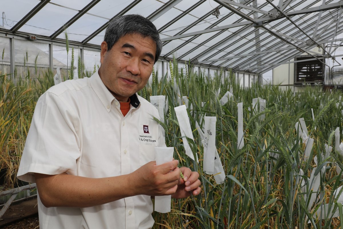 Texas A&M AgriLife (@agrilife) on Twitter photo For the past 13 years, Shuyu Liu has been a significant contributor to <a href="/txresearch/">Texas A&M AgriLife Research</a>'s wheat breeding program. He has come full circle with a new appointment as the AgriLife Research wheat breeder in <a href="/tamusoilcrop/">TAMU Department of Soil and Crop Sciences</a> in <a href="/aglifesciences/">TAMU College of Agriculture & Life Sciences 👍</a>. Learn more: tx.ag/WheatBreeding For the past 13 years, Shuyu Liu has been a significant contributor to <a href="/txresearch/">Texas A&M AgriLife Research</a>'s wheat breeding program. He has come full circle with a new appointment as the AgriLife Research wheat breeder in <a href="/tamusoilcrop/">TAMU Department of Soil and Crop Sciences</a> in <a href="/aglifesciences/">TAMU College of Agriculture & Life Sciences 👍</a>. Learn more: tx.ag/WheatBreeding