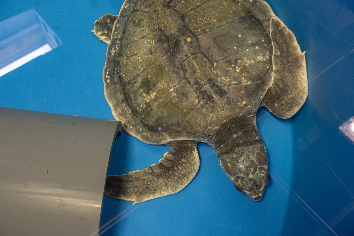 NCAquariumatPKS's tweet photo. Kemp’s ridleys are the smallest of the sea turtle species and are listed as critically endangered. Their population has been heavily impacted by commercial and recreational fisheries and egg harvest, nearly causing its disappearance in the 1980s. #SeaTurtleSAFE #WorldSeaTurtleDay https://t.co/lavI2rTEX7