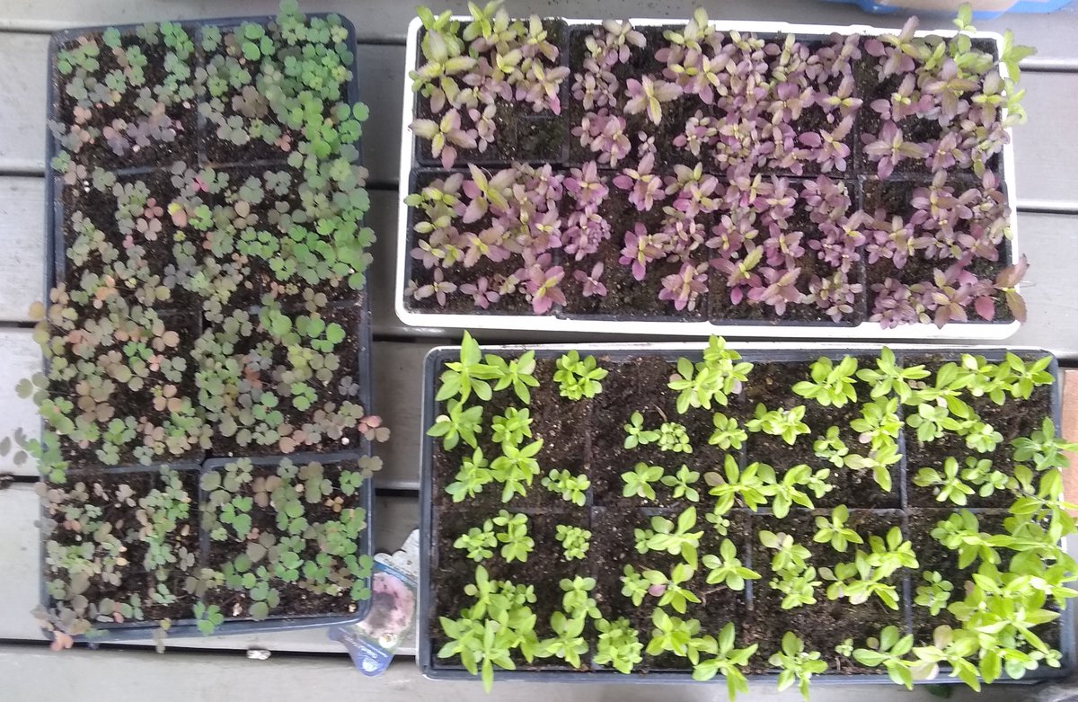 environmentca's tweet image. Let’s grow native plants to restore habitats and support #pollinators like #MonarchButterflies. #NatureNeedsUs to build resilient landscapes and protect #biodiversity. 

Wondering what to plant? Check this out: ow.ly/T0Xi50SeC7P