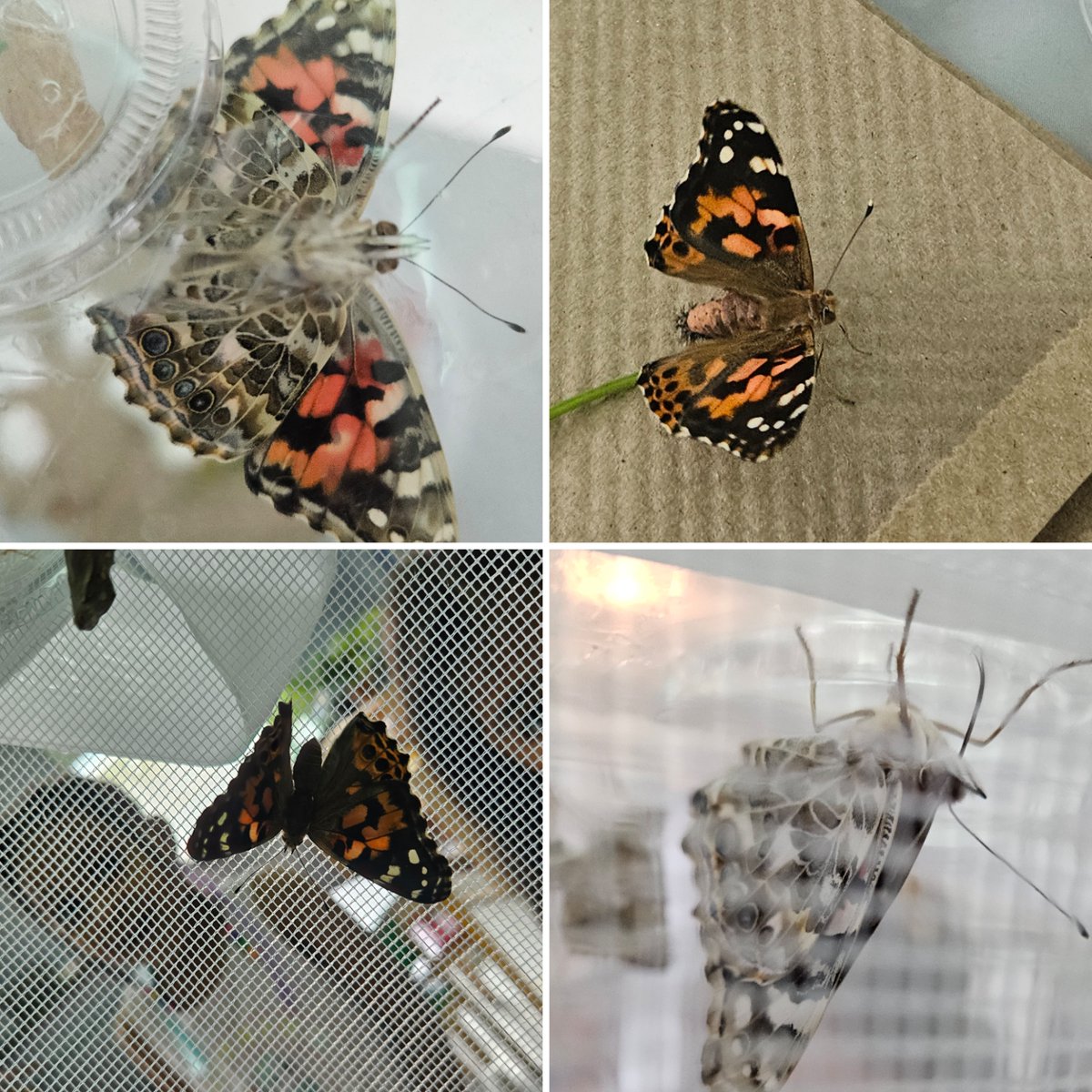 mmevanneste's tweet image. Les papillons! 🦋 Our butterflies have emerged from their chrysalides! @StRitaOCSB @OttCatholicSB #ocsbDeepLearning