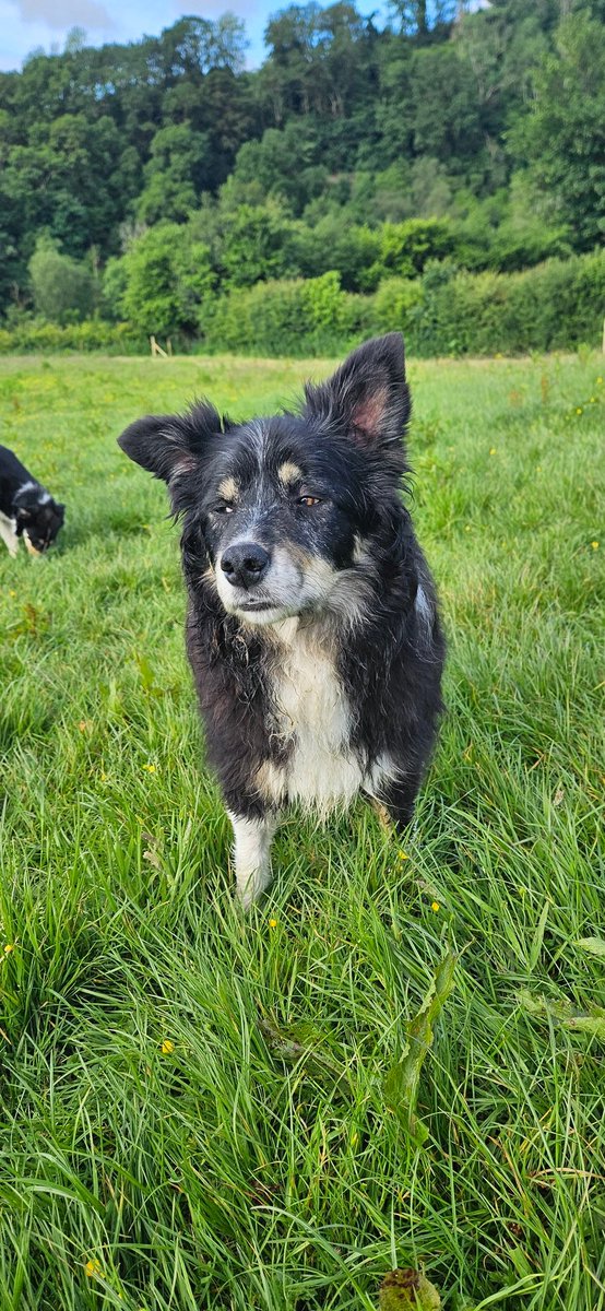 Diane Hart Collie Dog Rescue, Wales tweet media