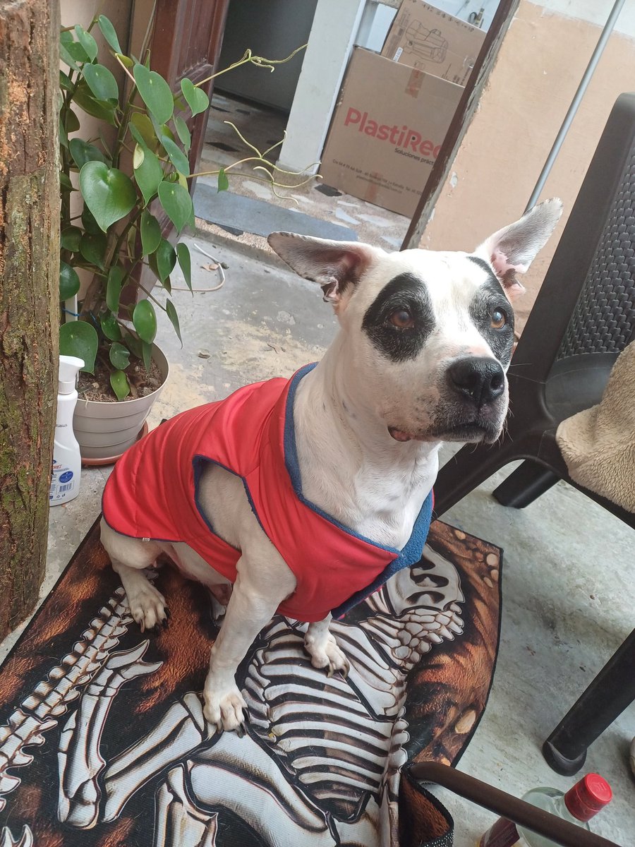 X: y es que en tu casa quieren mucho al doctor <a href="/jcardonaleon/">Octavio Cardona</a> 
R: como así? Si hasta le colocamos a Tiberio el chaleco que él se pone