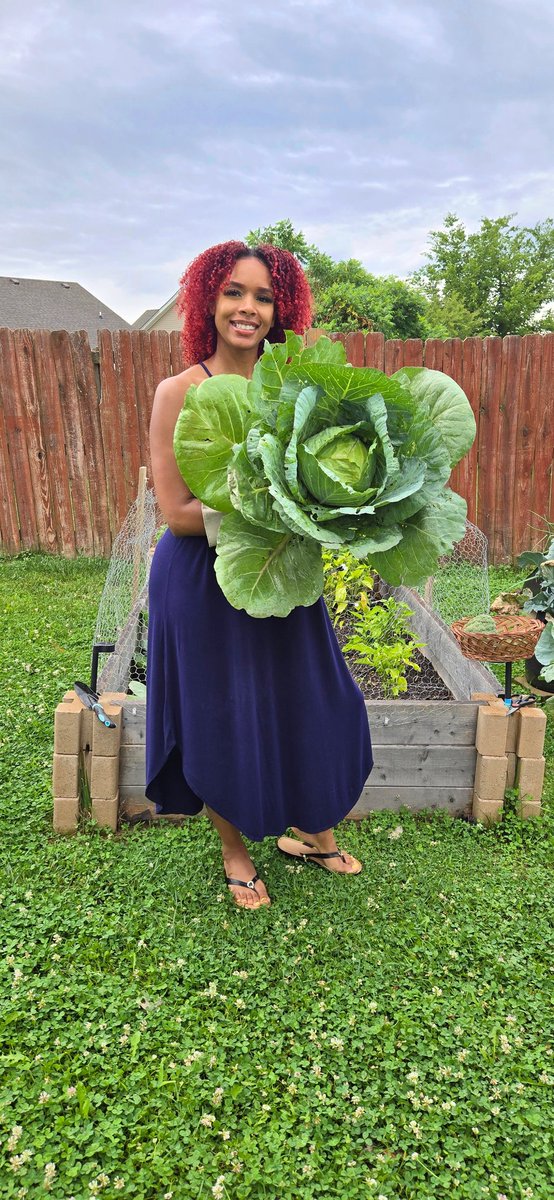 sonaturalc's tweet image. I&apos;m so proud of my cabbage 🌱🥬