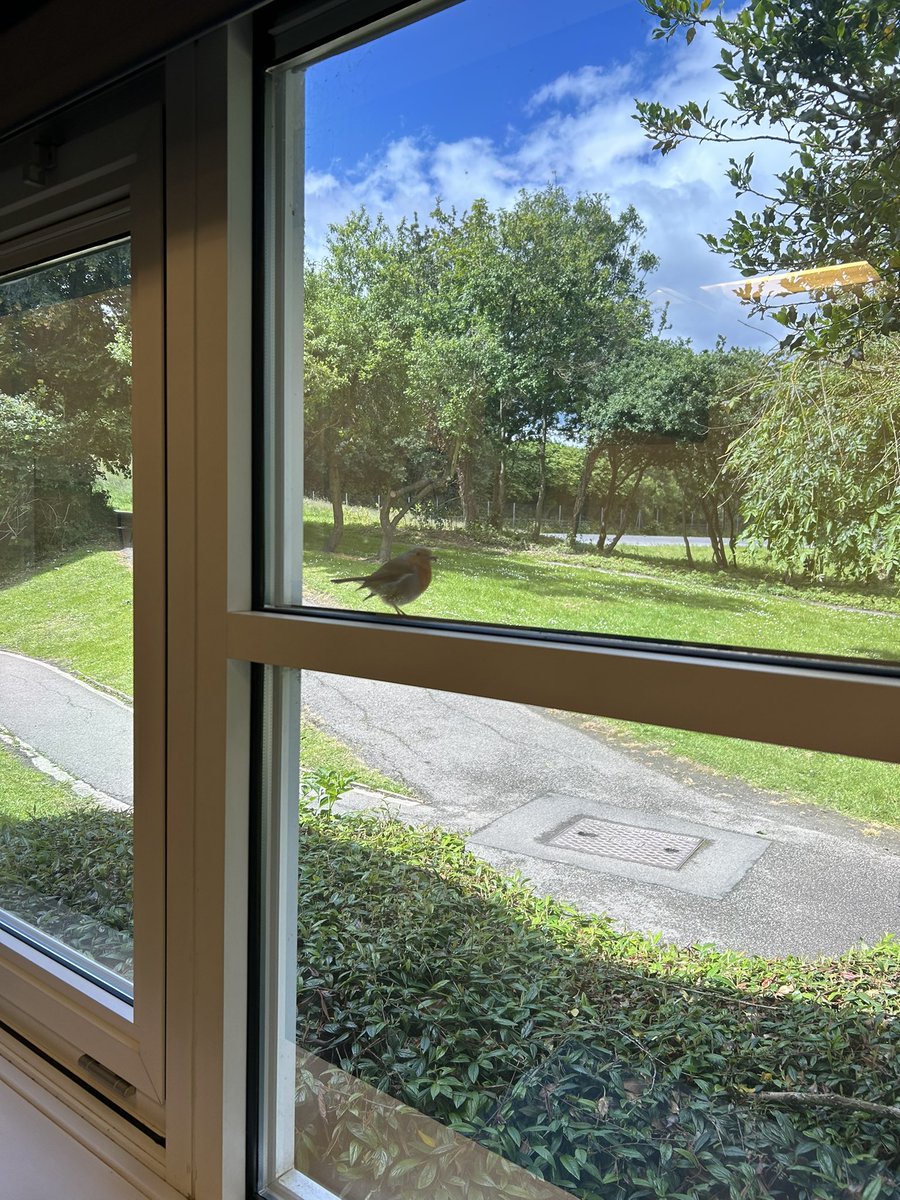 CEBailey1's tweet image. Had a little visit at the office window today from the @chaucerinfants1 resident robin