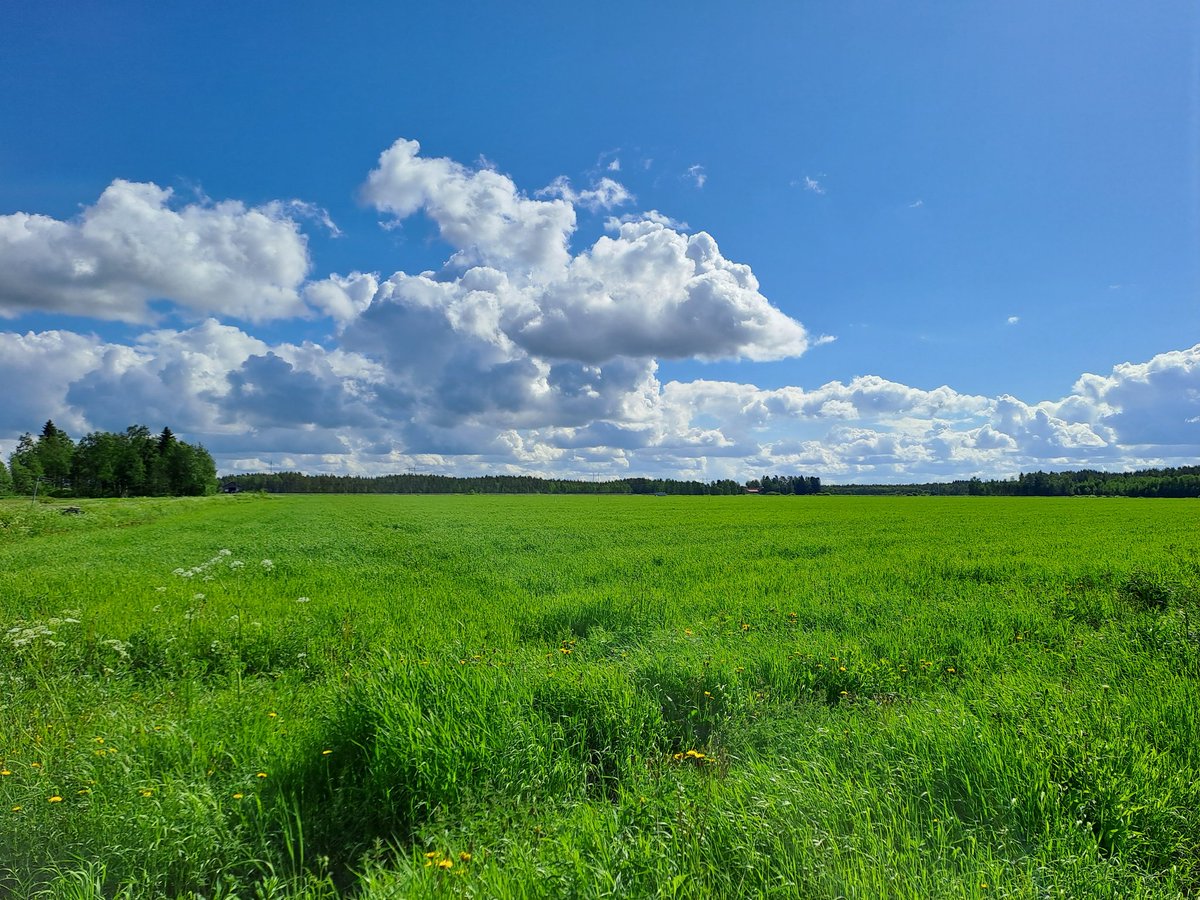 🌱🚜 Valmistaudumme <a href="/LukeFinland/">Luonnonvarakeskus</a> #Ruukki-koeaseman #NorPeat ja #NorMi-pelloilla ensimmäiseen niittoon, joka on keskiviikkona. NorPeat-pellon #säätökastelu etenee suunnitelmien mukaan. Sadettakin on tullut viime päivinä 7,1 mm 💧 #ViljaPäästö <a href="/POPELYkeskus/">PohjoisPohjanmaanELY</a> <a href="/UniOulu/">University of Oulu</a> <a href="/IlmaTiede/">Ilmatieteen laitos</a>