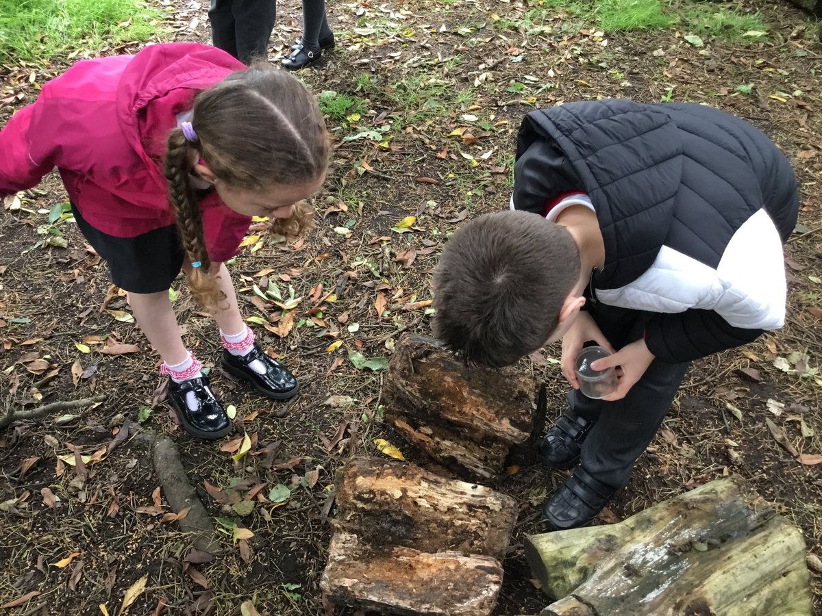 MoorlandsHudds's tweet image. 2S found woodlice to help answer our science enquiry, what conditions do wood lice prefer? Children predicted using knowledge of where they found them before observing whether they preferred light or dark in a container. No woodlice were harmed 😅. #mpsy2 #mpsscience 🪵🐌🐜🪱🧑‍🔬🕵️