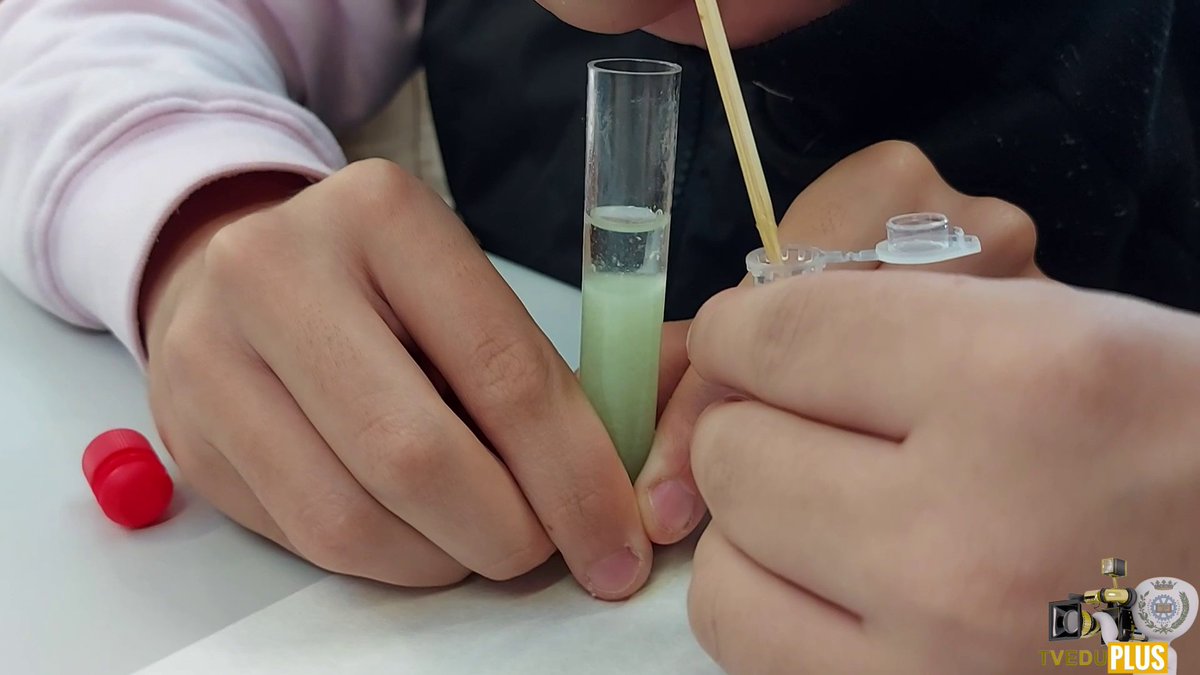Extracción de ADN en el aula.
Desde la asignatura de Biología, Geología y Ciencias Ambientales de 1º de Bachillerato.
📺 iescastelar.educarex.es/extraccion-de-…  📺
<a href="/enmarcha/">emtic</a> #TVEDU #TVEDUPLUS <a href="/Biologia_OnLine/">Rubén del Pozo Fernández</a>