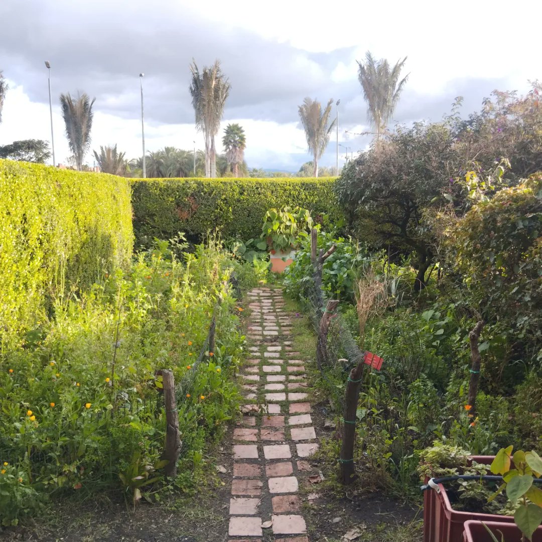 voybogota's tweet photo. Otro lugar mágico: La huerta de la biblioteca Virgilio Barco entre tribus urbanas - yoga - bailes y libros. Lindo lugar para conectarse con la tierra y saberes.
#bogota #colombia #Bicicleta #huertasurbanas
#VoyBogota #Vibogota #BogotaCity #bacata https://t.co/jeBKhm4lGX
