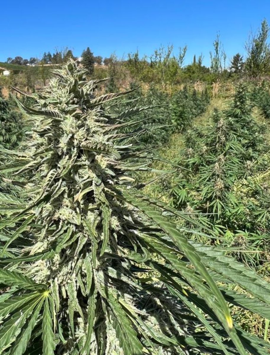humboldtseeds's tweet photo. In the more wet / tropical climates where people must pull crops early due to environmentals...we generally turn to fast flower varieties.  This pic taken Sept 19. Wedding Cake FAST Flowering, finishing first week of October! Full term fire! #teamHSO https://t.co/qwObH6r66H