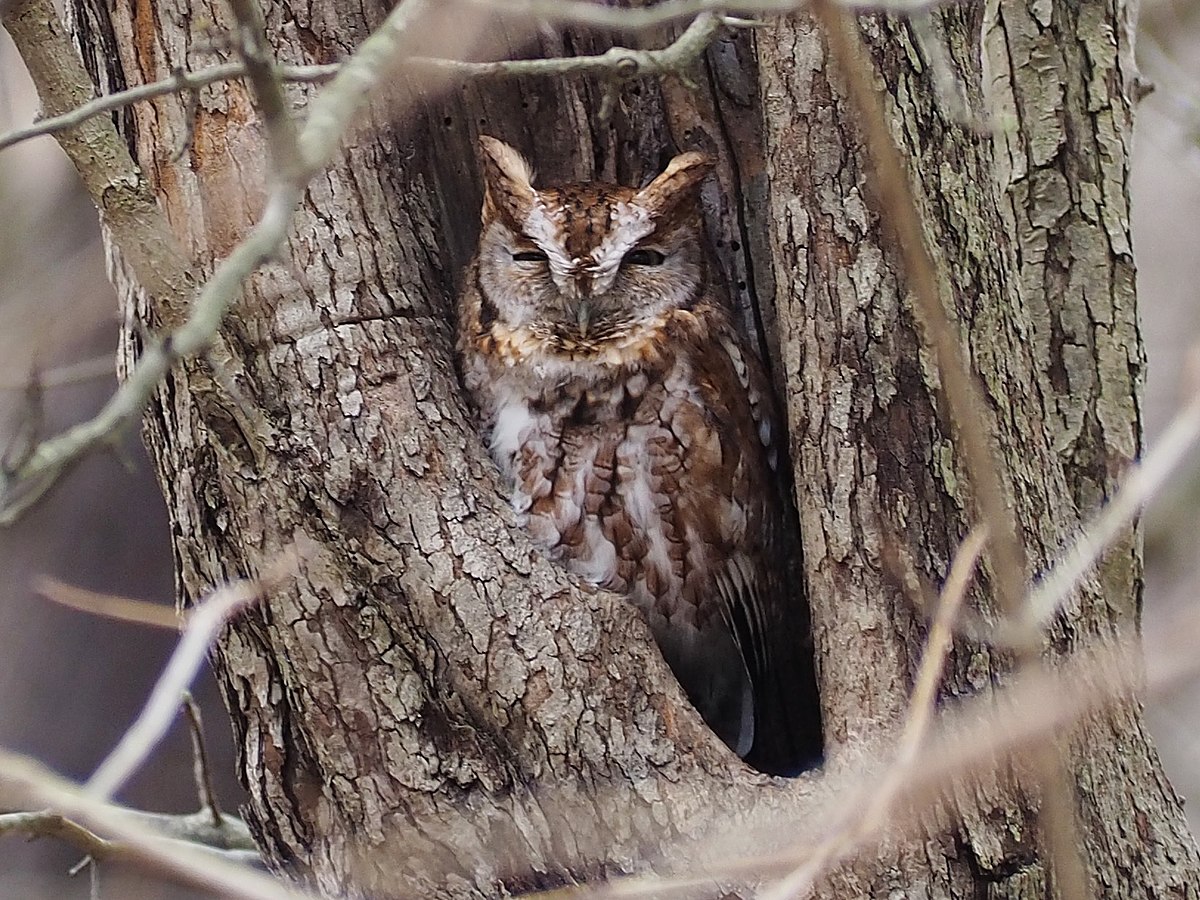Jente_O's tweet photo. Fun #ornithology fact: Eastern Screech Owls might have "domesticated" blind snakes. Chicks grow faster and healthier in nests kept vermin-free by the snakes.

Source: https://t.co/gS86qx2bXL https://t.co/uK2lcgMyuJ