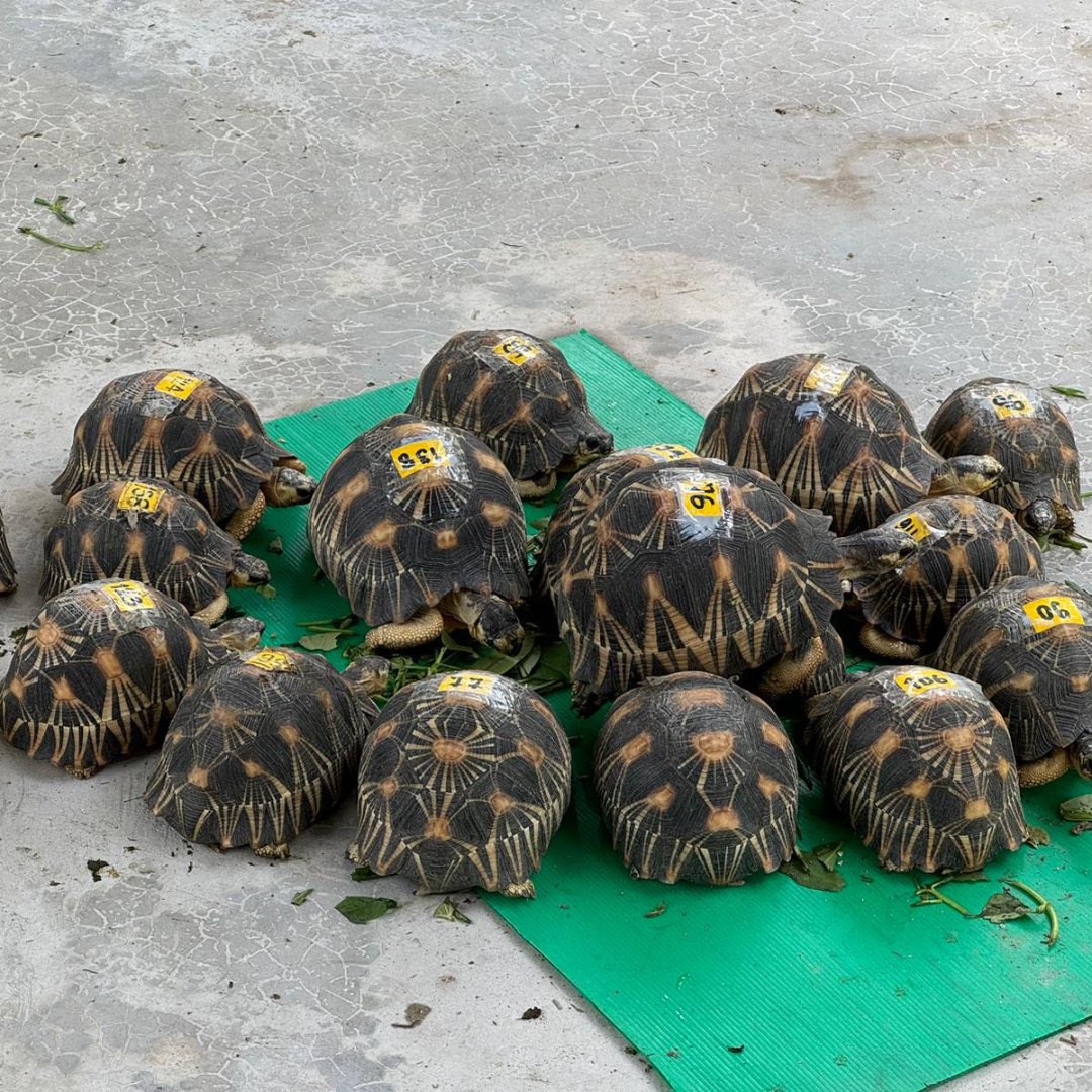 UNODC_ENV's tweet image. Exciting progress against wildlife trafficking!

Minister of Environment 🇲🇬 requested Mutual Legal Assistance from Minister of Justice 🇹🇭 for an ongoing case.

We are proud to facilitate this exchange through 🇪🇺 and 🇺🇸 support. 

Together we can dismantle criminal networks.