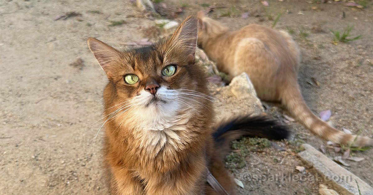 sparklecat's tweet image. My human gave the peach kitty one of my catnip cat toys and you won’t believe what happened! Well, you probably will, and there’s video: buff.ly/4c3Hr6y #catvideo #funnycat #outsidecat