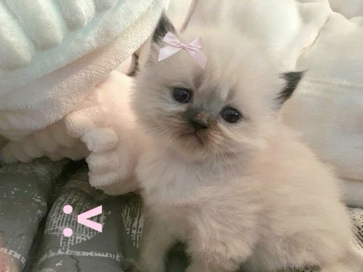 animals wearing bows (@animalswithbows) on Twitter photo 