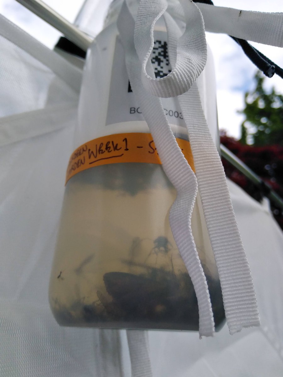 #MalaiseMonday Emptying the first catch of <a href="/SRUC/">SRUC</a> <a href="/JamesHuttonInst/">James Hutton Institute</a> traps for <a href="/BioGenEurope/">Biodiversity Genomics Europe (BGE)</a> - still up despite the wind!