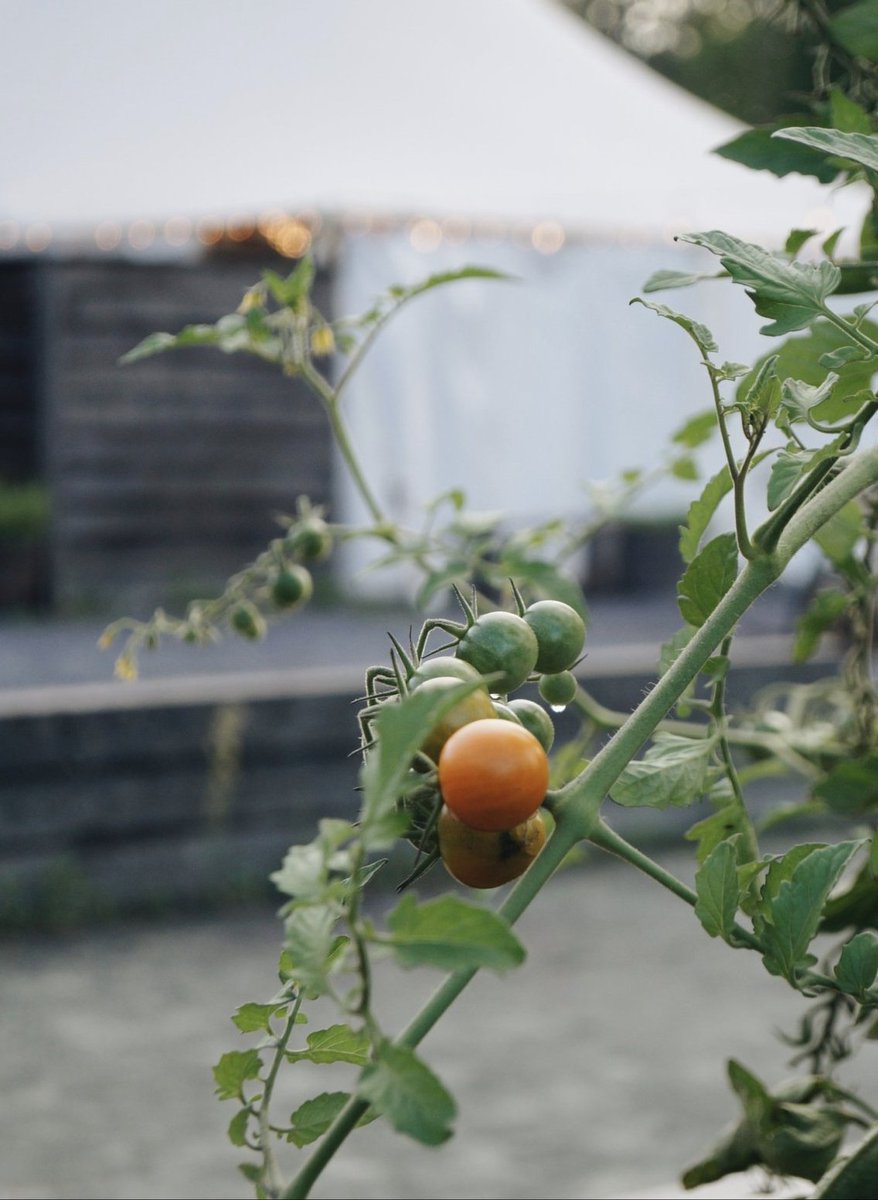 Have you started your veggie garden yet this year? 🍅