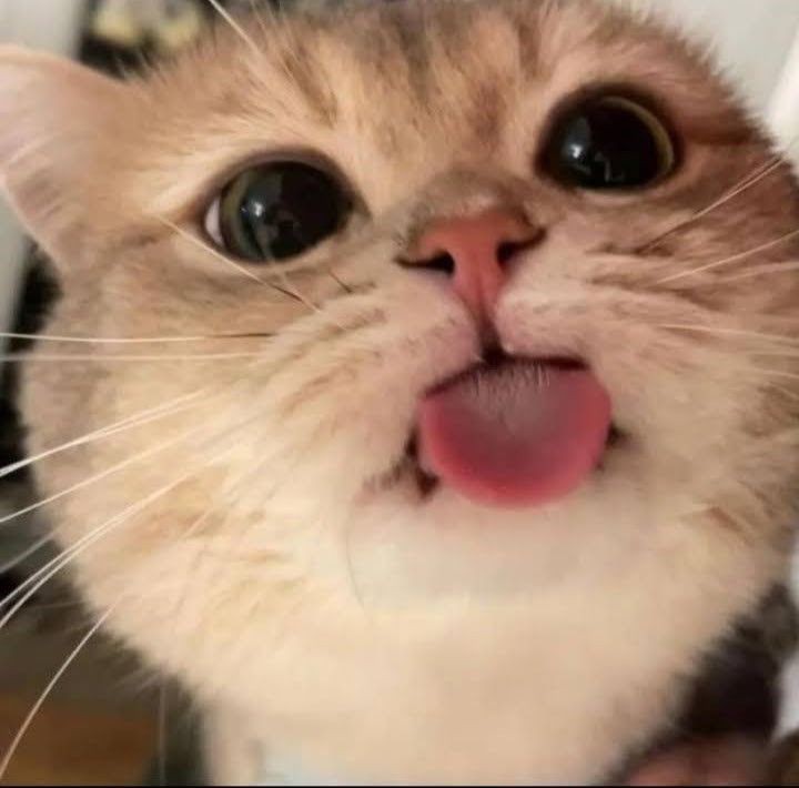 nocontextscats's tweet image. 😛😛😛