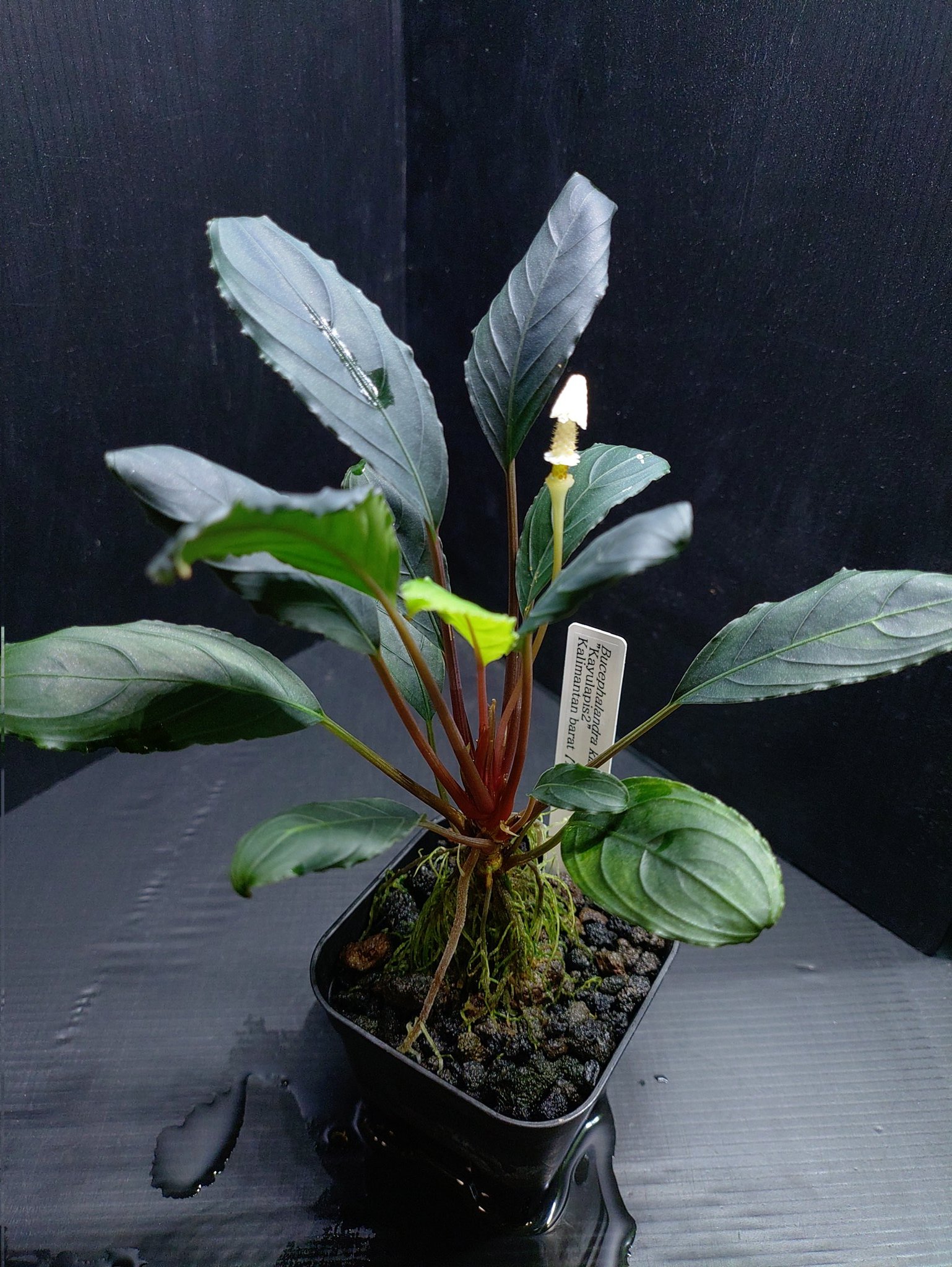 【気質アップ】 ブセファランドラ スケルトンキング 大株 かる 水草