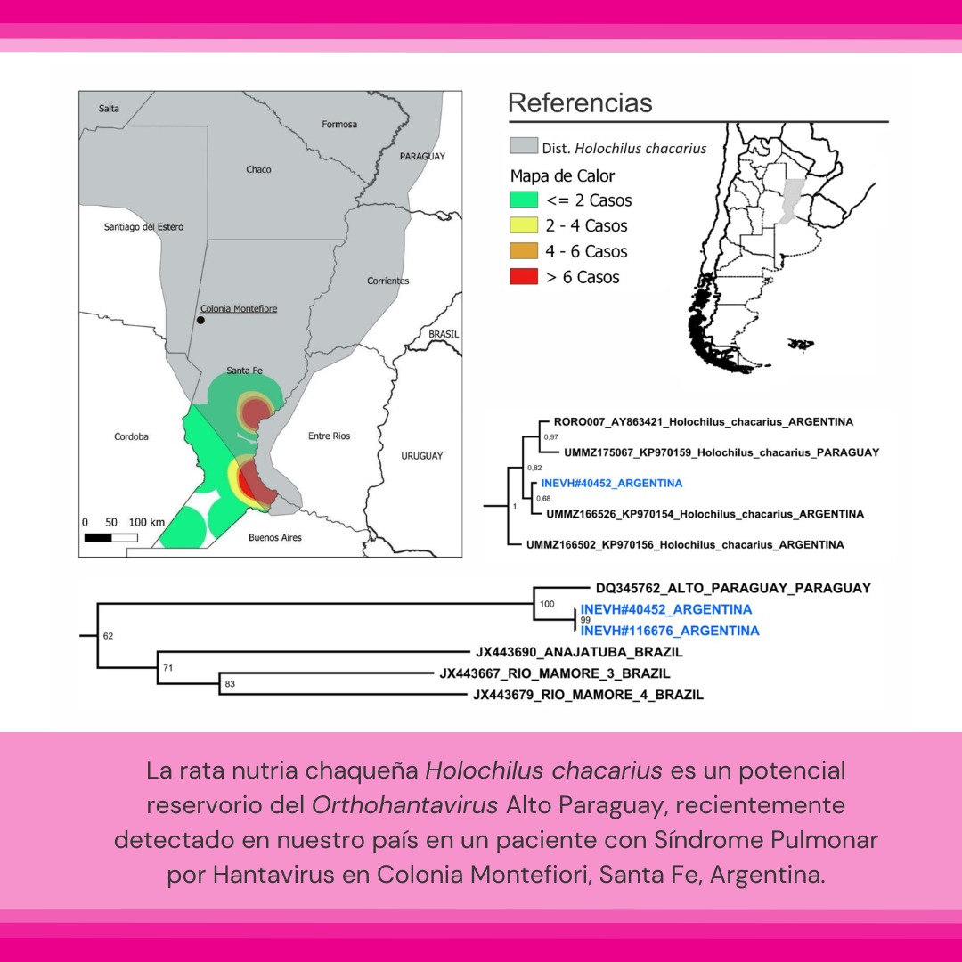 🚨 ¡Nuevo trabajo en la sección especial “Los mamíferos como hospedadores de parásitos”

🐭 Martin y colaboradorxs estudiaron la comunidad de roedores en potenciales sitios de contagio de Orthohantavirus