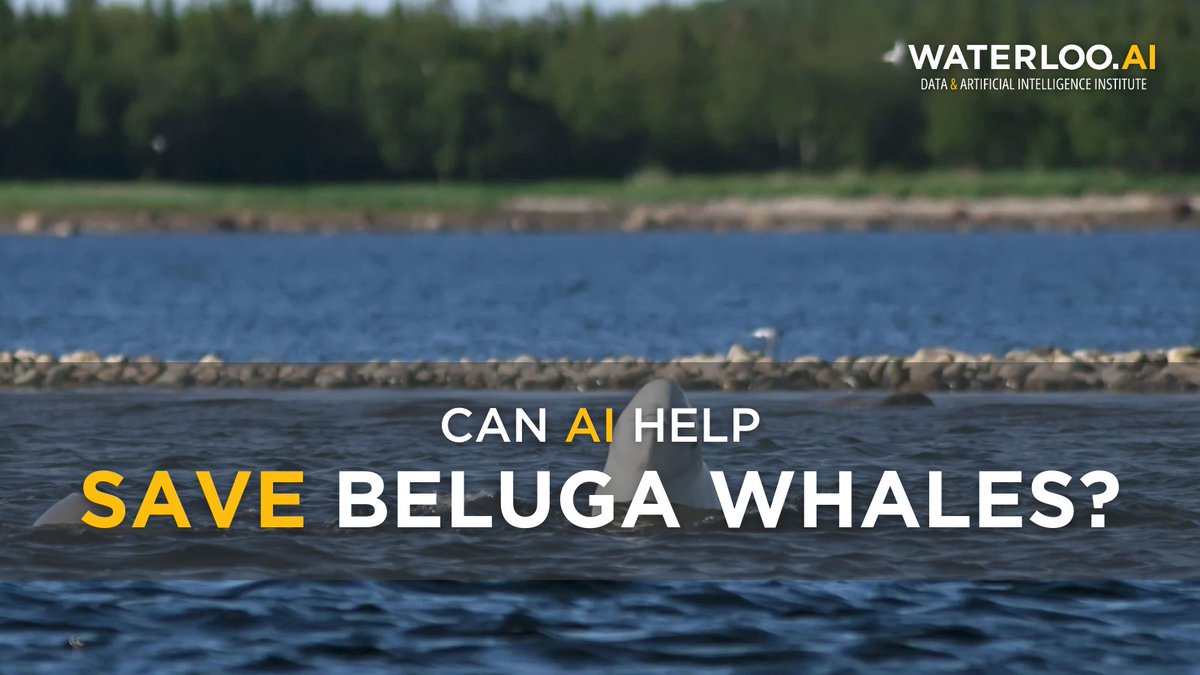 📰 Can AI help save beluga whales?

📬 Check out this article and more in our June newsletter!
bit.ly/3Rh9VBR

#AI #MachineLearning #MarineConservation #WildlifeTech #SustainableFutures #GlobalFutures