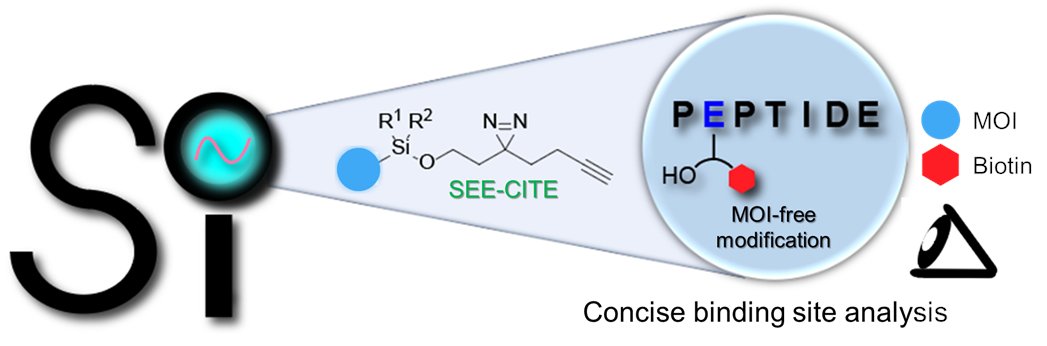 Thrilled to share our groups' new SEE-CITE photoaffinity labeling methodology where we installed a silyl cleavable linker between the diazirine and MOI to enable head-to-head interactomics. Spearheaded by  Sho Takechi and Chau Ngo and  now up on <a href="/ChemRxiv/">ChemRxiv</a> chemrxiv.org/engage/chemrxi…