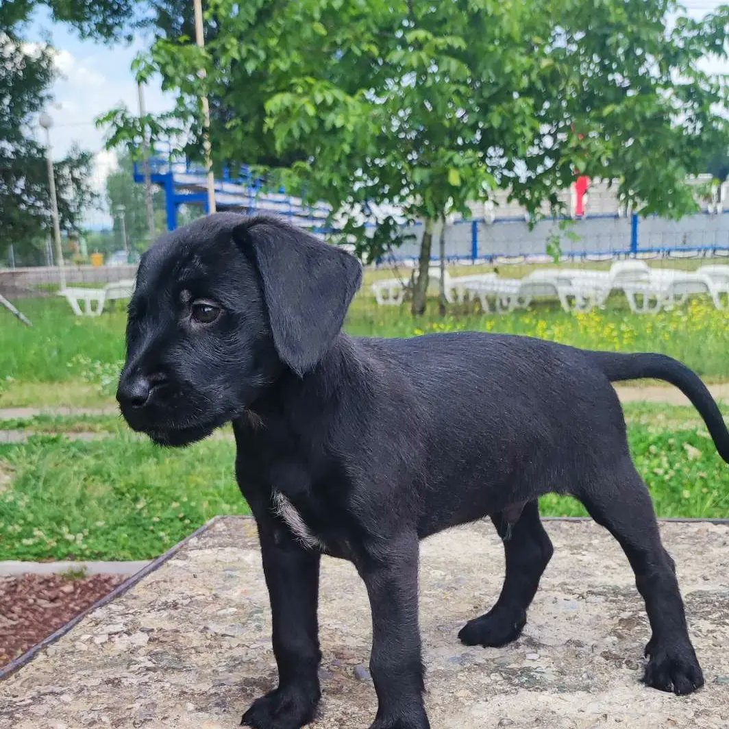 Ljiljan65880270's tweet photo. 💥🐾Prelepi malisa ,star oko 3 meseca,ociscen od parazita ,okupan 💥🐾Mesanac je labradora veoma razigran i umiljat🐕🐾Potreban je dom ,nalazi se u Kraljevu ,kont DM https://t.co/5t90Fz4xWN