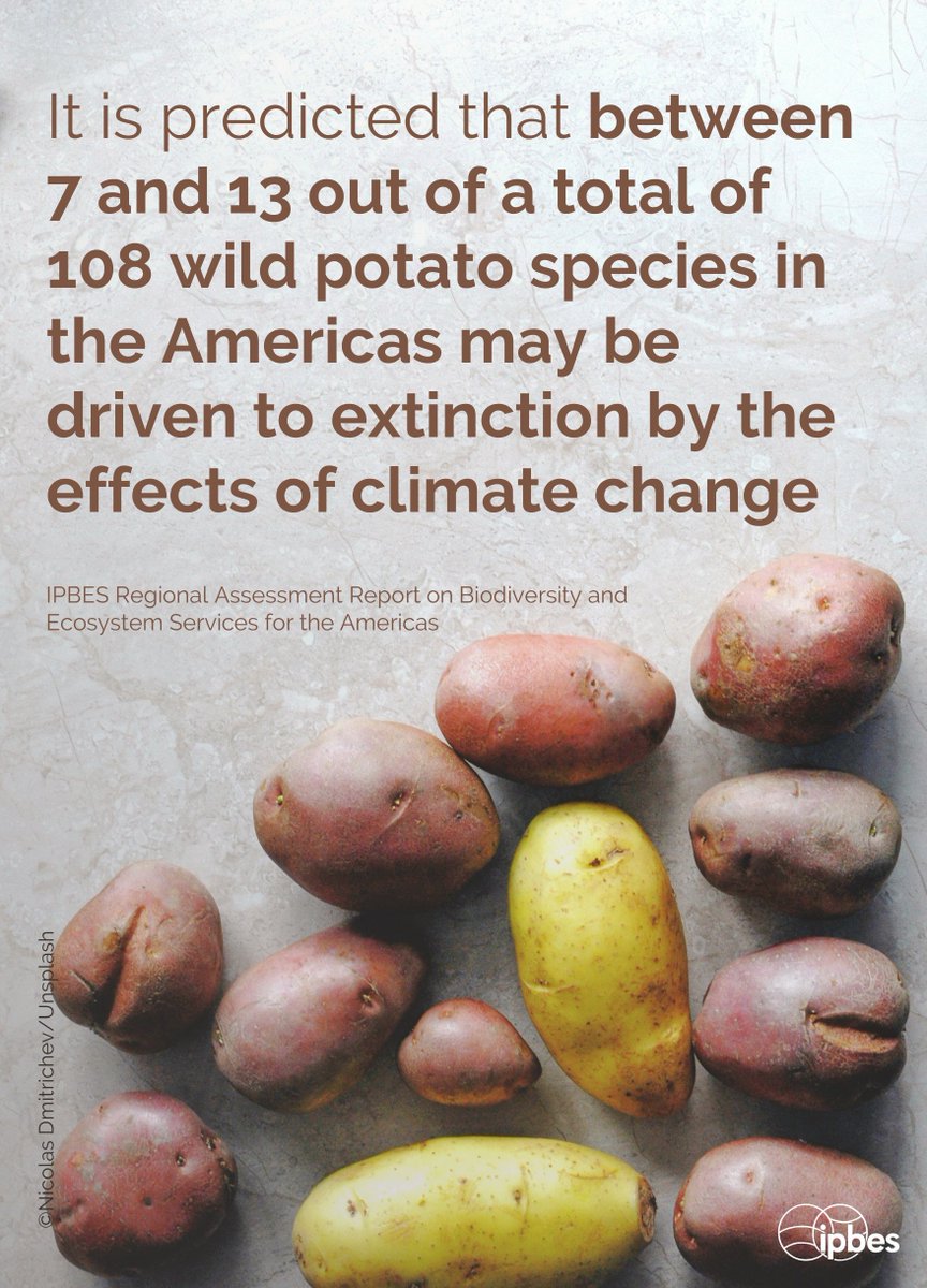 The decline in genetic diversity among potatoes and other crops poses a significant threat to #FoodSecurity, with 75% of plant genetic diversity lost since the 1900s.

<a href="/IPBES/">ipbes</a> highlights this issue in the #Americas #RegionalAssessment <a href="/FAO/">Food and Agriculture Organization</a>