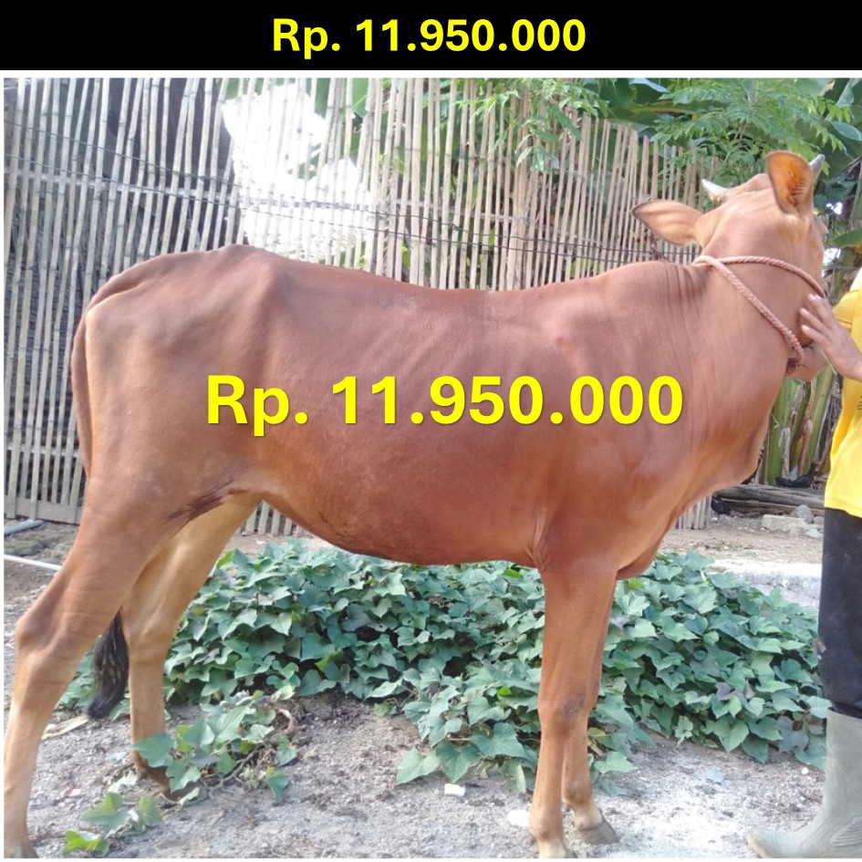 🪜 Tahapan Pemesanan Hewan Kurban
1️⃣ Cek Harga, Berat dan Gambar, 📋 bit.ly/DaftarHargaMau… 
2️⃣ Melakukan Pemesanan, melalui 📱 wa.me/6281808386976
3️⃣ Mengisi Formulir, 📋  bit.ly/FormulirMauKur…
