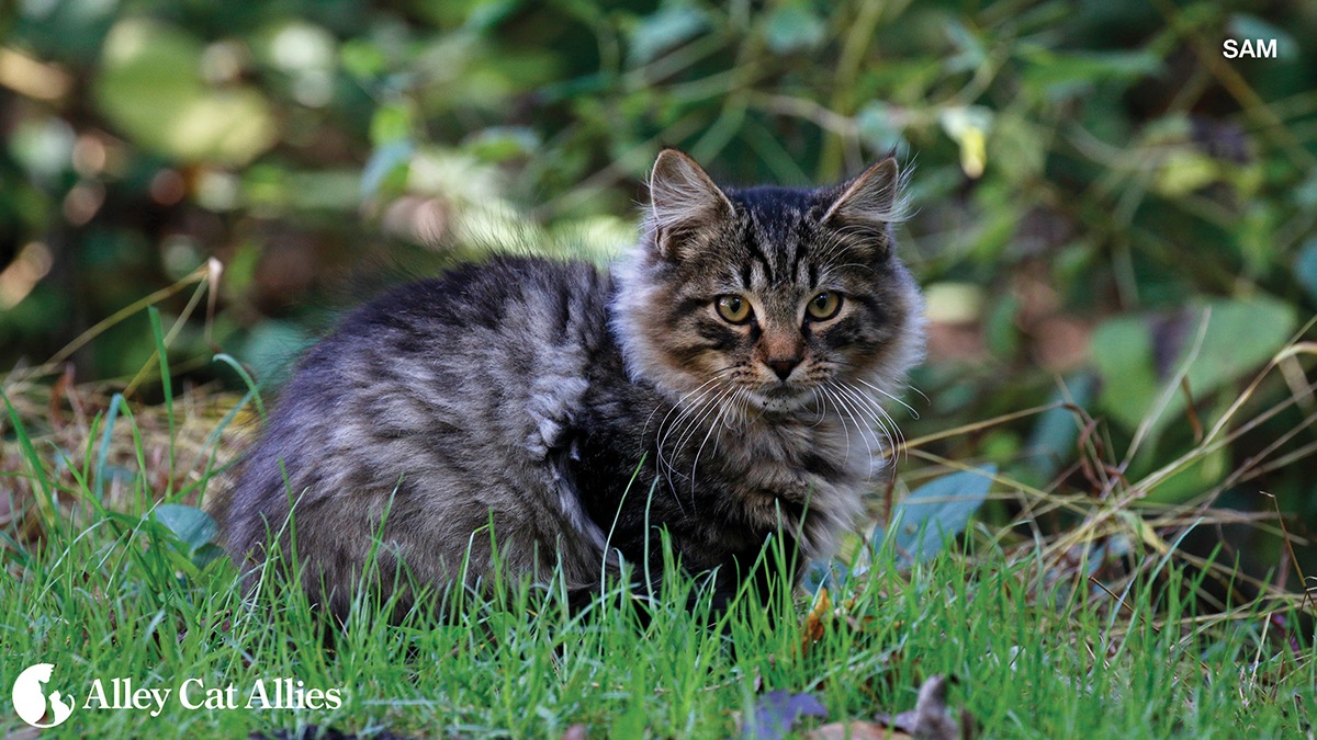 alleycatallies's tweet photo. June is National Microchipping Month! This month, spread the word: Microchips Save Lives and so do immediate microchip scanning protocols at veterinary clinics and shelters. All cats, including community cats, should be microchipped.

Learn more at https://t.co/jl9LpoRUrc https://t.co/LBaKEkoHVR