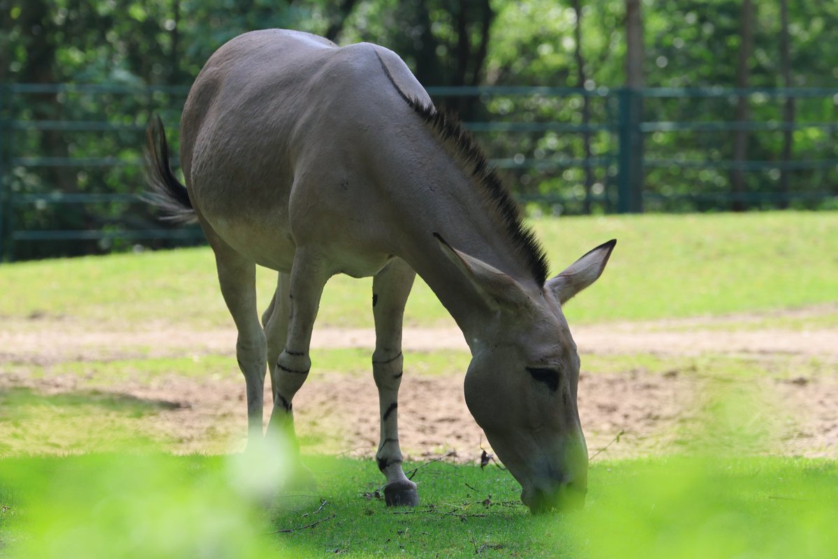 Samstag @TierparkBerlin mal eine <a href="/CanonDEU/">Canon Deutschland</a> R7 ausprobiert mit einem 70-300 Objektiv. Kann nicht ganz mit der 80D mithalten 😅 #tierpark #canonr7 #Fotos #tiere