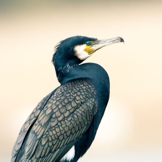 Captain_Pansy's tweet photo. @DettanArts A cormorant dragon would look sick! https://t.co/Y7KKJFmIAQ