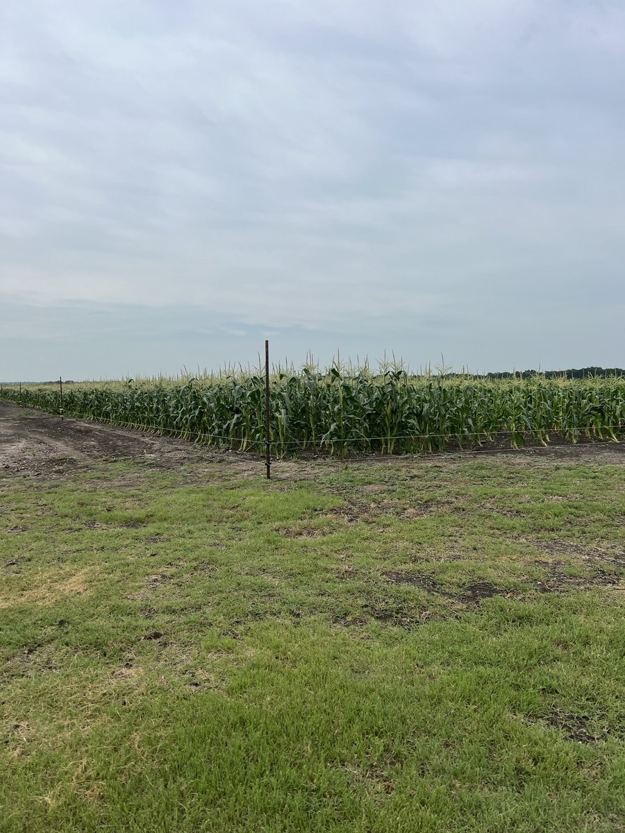 Hotwired the sweet 🌽 this morning. No 🦝 allowed.